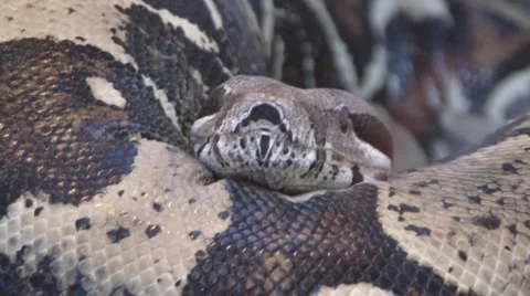 Snake Stock Footage 4190457