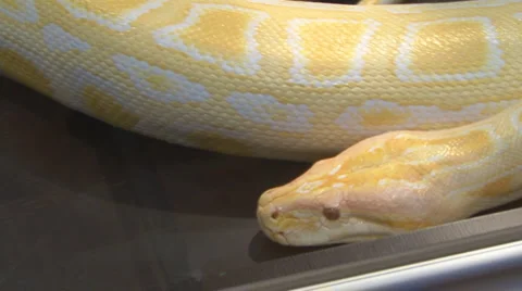 Snake Stock Footage 4197951