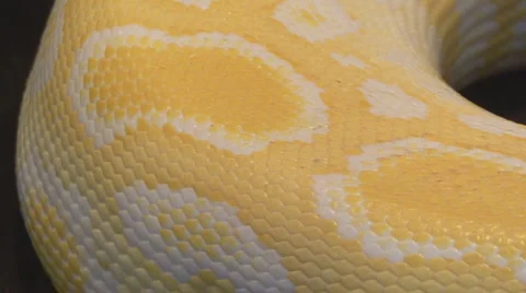 Snake Stock Footage 4204317