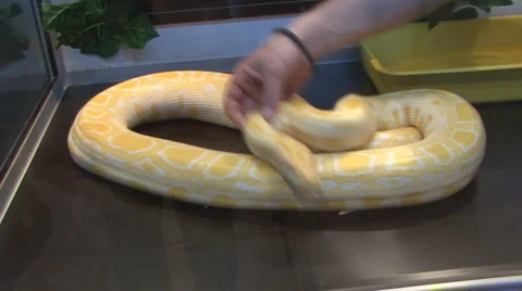 Snake Stock Footage 4204414