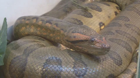 Snake Stock Footage 4206058