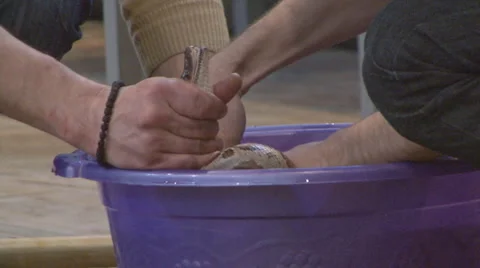 Snake Stock Footage 4207991