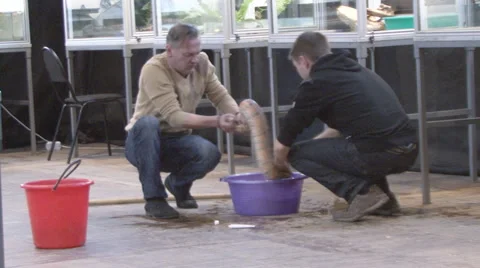 Snake Stock Footage 4208661