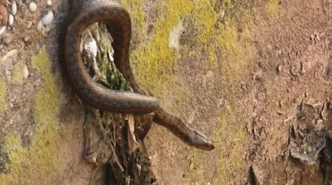 Snake 库存影片 7765898