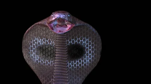 Snake Stock Footage 12424037