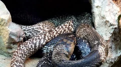 Snake Stock Footage 21427542