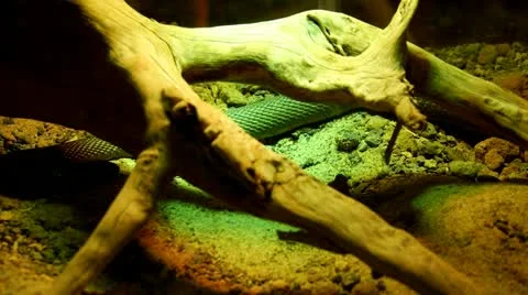 Snake Stock Footage 21427552