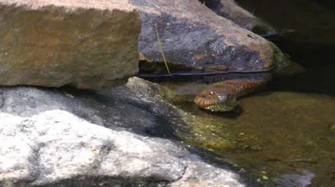 Snake Stock Footage 24706109