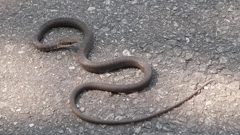 Snake Video stock 70872389