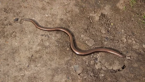 Snake Stock Footage 81609689