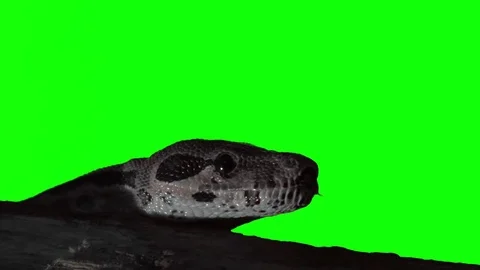 Snake Stock Footage 83831294