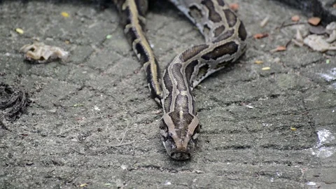 Snake Stock-Footage 91694313