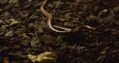 Snake  Stock Footage 91898129