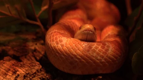 Snake Stock Footage 99499058