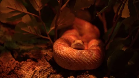 Snake Video stock 99508120