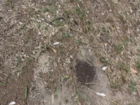 SNAKE Stock Footage 100577320