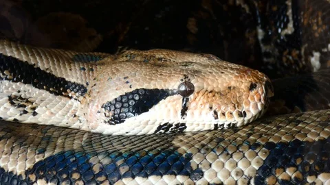 Snake Stock-Footage 120770133