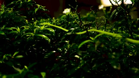 Snake Stockbeeldmateriaal 140963652