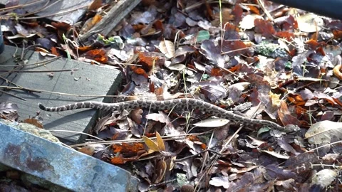 Snake Vídeos de archivo 153067946