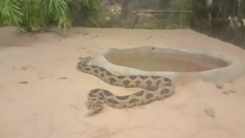 Snake 스톡 동영상 255843609