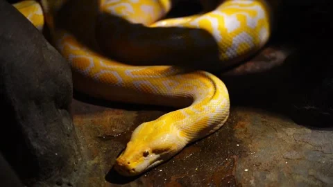 Snake Stock Footage 314908136