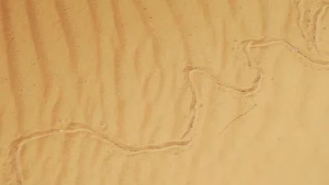 Snake footprint on sand Stock Footage 281168500