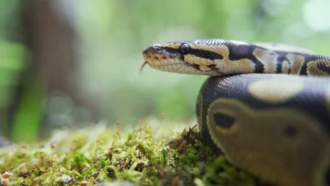 Snake in the forest close-up. The calm boa constrictor rests on the cool ground Stock Footage 157037059