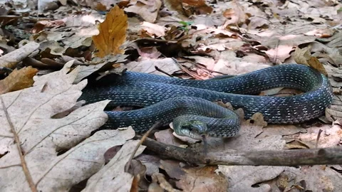 Snake on the forest floor, the Aesculapius snake rests Stock Footage 132708240