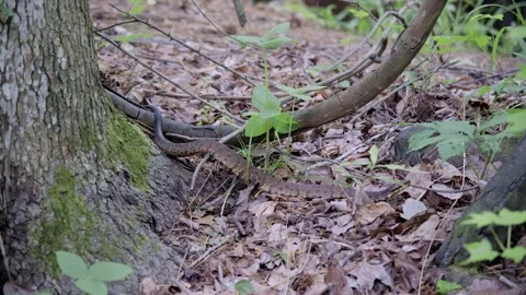 Snake on forest floor Stock Footage 296451173