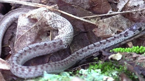 Snake on forest floor pulling out of skin Stock Footage 75593831