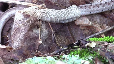 Snake in forest floor pulling out of skin zoom out Stock Footage 75593872