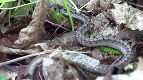 Snake on forest floor pulling out of skin zoom in Stock Footage 75594133