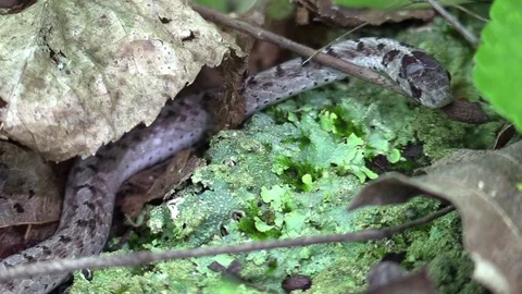 Snake on forest floor pulling out of skin zoom out ant walks by Stock Footage 75594859
