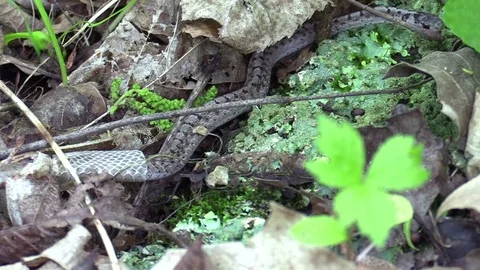 Snake on forest floor working out of skin zoom in close Stock Footage 75594799