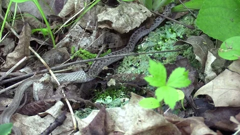 Snake on forest floor working out of skin Stock Footage 75594806