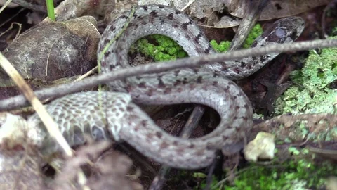 A snake on forest floor working out of skin closeup Stock Footage 75594892