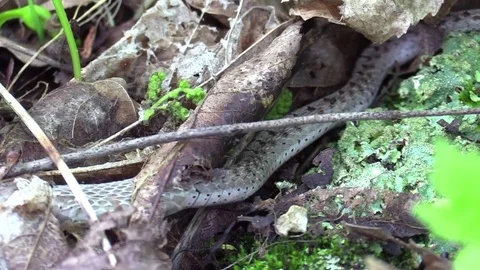 Snake on forest floor working out of skin zoom on skin shedding Stock Footage 75595658
