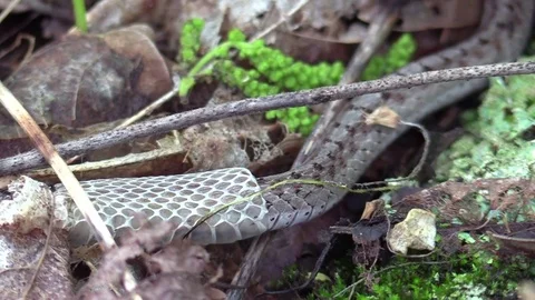 Snake on forest floor working out of skin pan to head Stock Footage 75595704