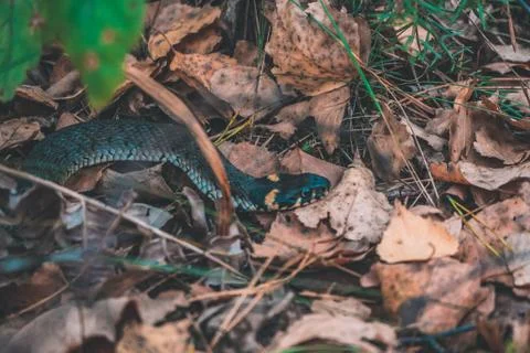 Snake in the forest Large Stock Photos