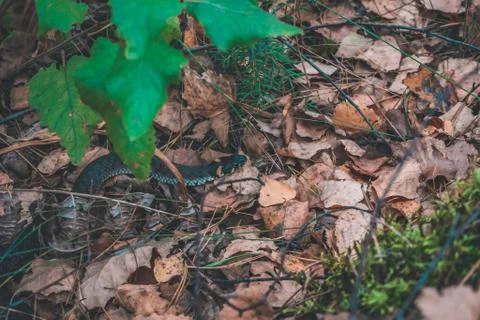 Snake in the forest Large 写真素材