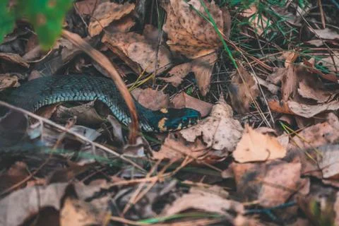 Snake in the forest Large Stock Photos