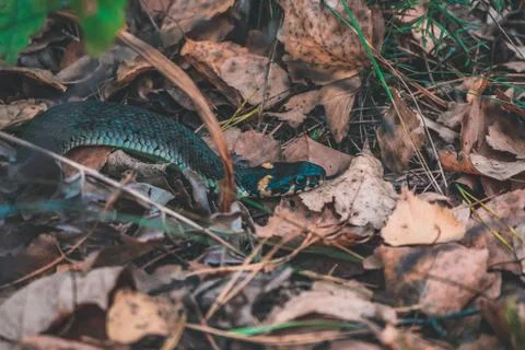 Snake in the forest Large Stock Photos