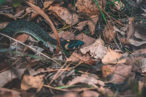 Snake in the forest Large Stock Photos