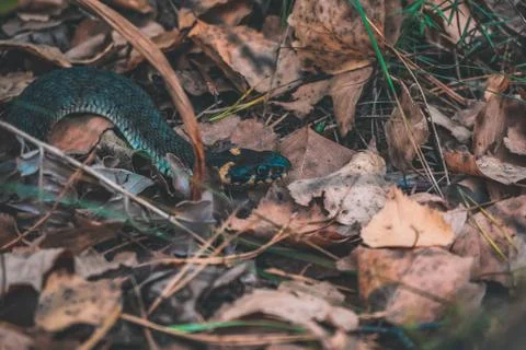 Snake in the forest Large 写真素材
