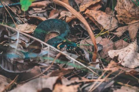 Snake in the forest Large Stock Photos