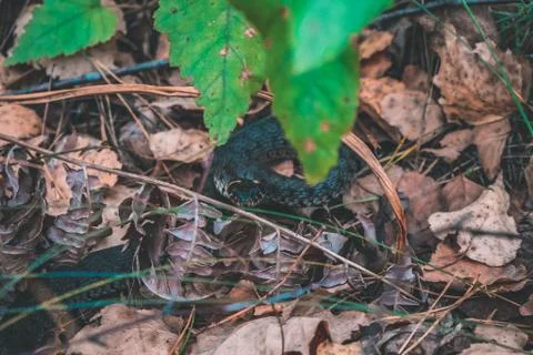 Snake in the forest Large Фото