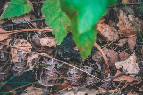 Snake in the forest Large Foto stock