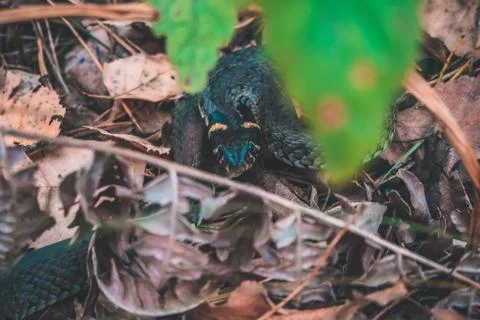 Snake in the forest Large Stock-Fotos