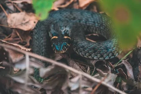 Snake in the forest Large Foto stock