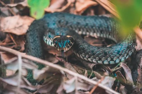 Snake in the forest Large Stock Photos